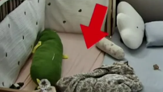 婴儿被子蒙头快窒息时小猫扒醒宝妈热搜配图